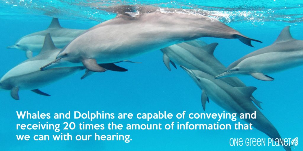 BeFreeMySheeple Dolphin Hearing