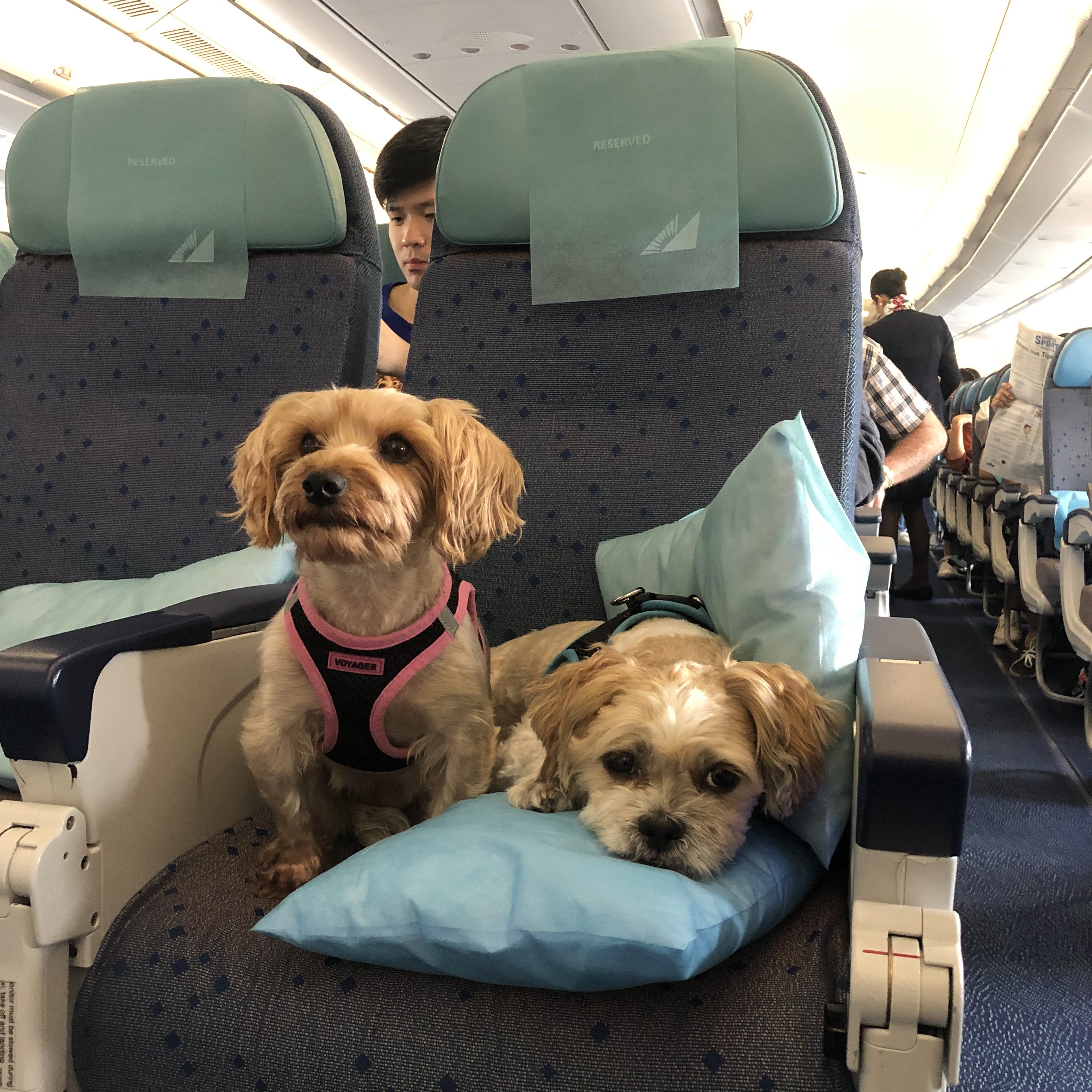 Philippine Airlines Review Traveling With My Dogs Befreemysheeple