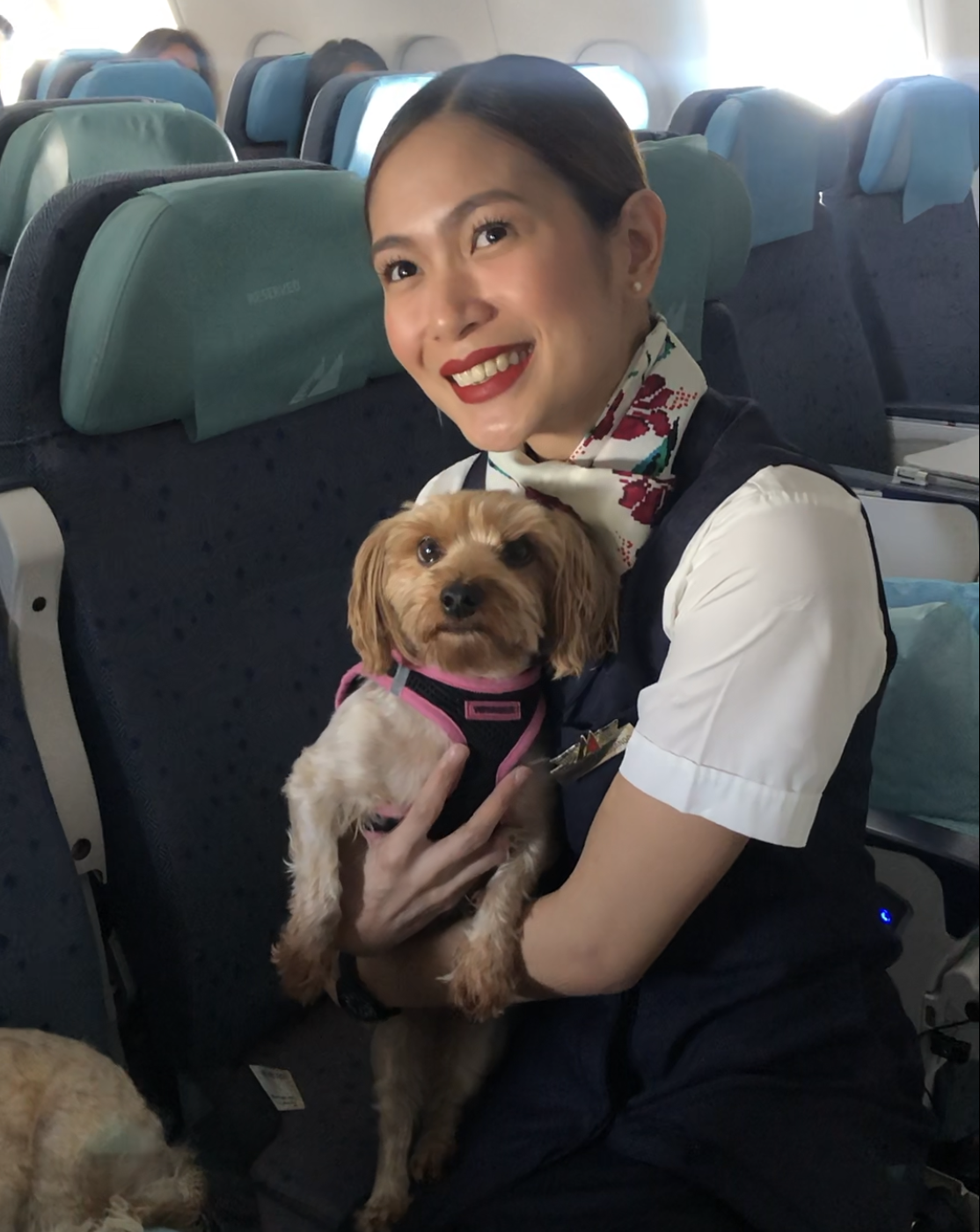 Philippine sales airlines pet