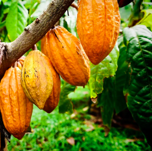 Cacao Fruit