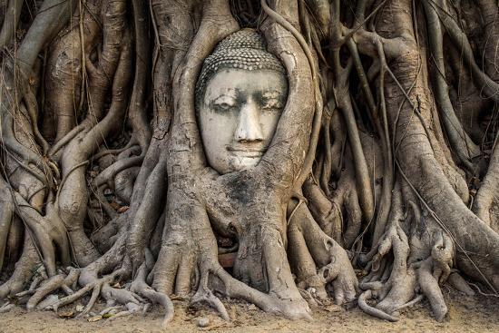 Buddha Head in Banyan Tree