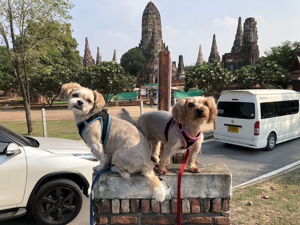 Raindrop and Flex in Ayutthaya