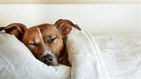 Dog Sleeping in Bed