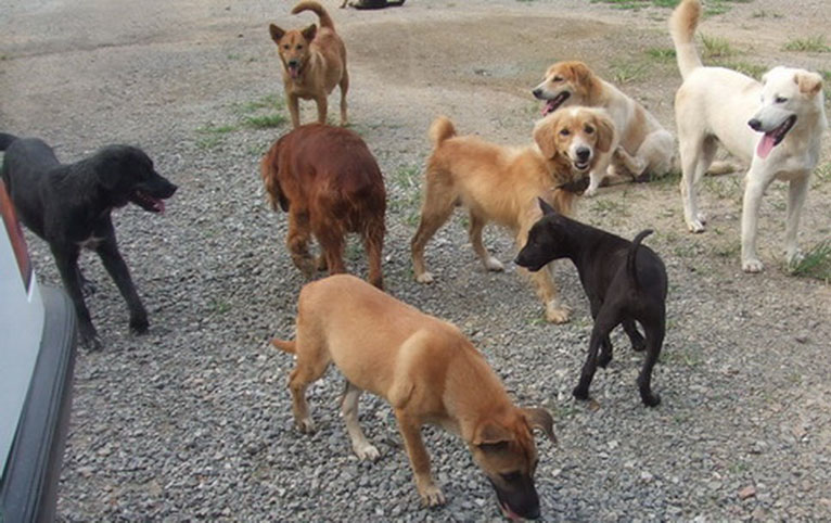 Thailand Street Dogs