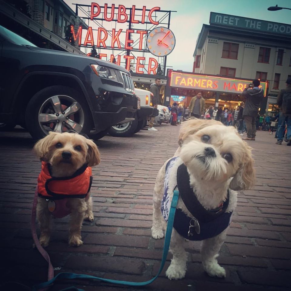 Raindrop and Flex in Seattle